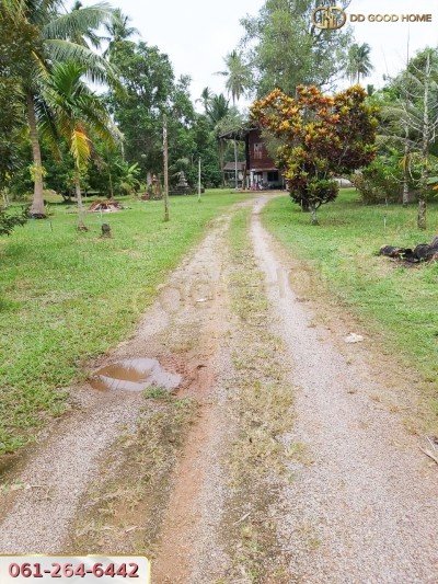 ขายที่ดินสวนผลไม้ พร้อมสิ่งปลูกสร้าง ชุมพร-9