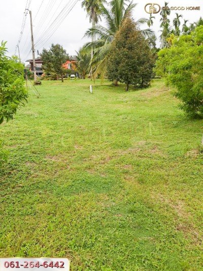 ขายที่ดินสวนผลไม้ พร้อมสิ่งปลูกสร้าง ชุมพร-14
