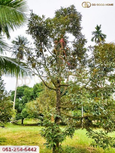 ขายที่ดินสวนผลไม้ พร้อมสิ่งปลูกสร้าง ชุมพร-12