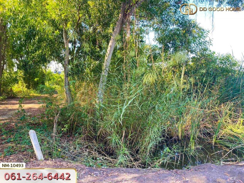 ที่ดิน อ.เมืองปทุมธานี 100 ตร.ว. ซ.ร่วมสุข 4/6 ปทุมธานี-6