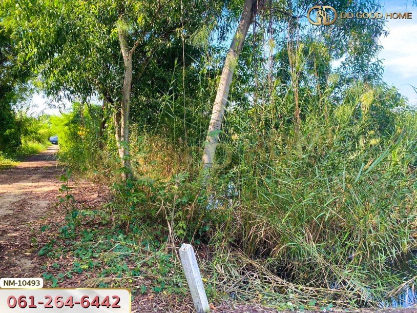 ที่ดิน อ.เมืองปทุมธานี 100 ตร.ว. ซ.ร่วมสุข 4/6 ปทุมธานี-4