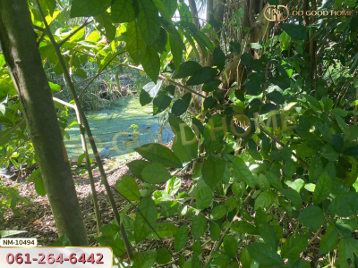 ที่ดิน อ.ลำลูกกา 1 ไร่ 8 ตร.ว. ปทุมธานี